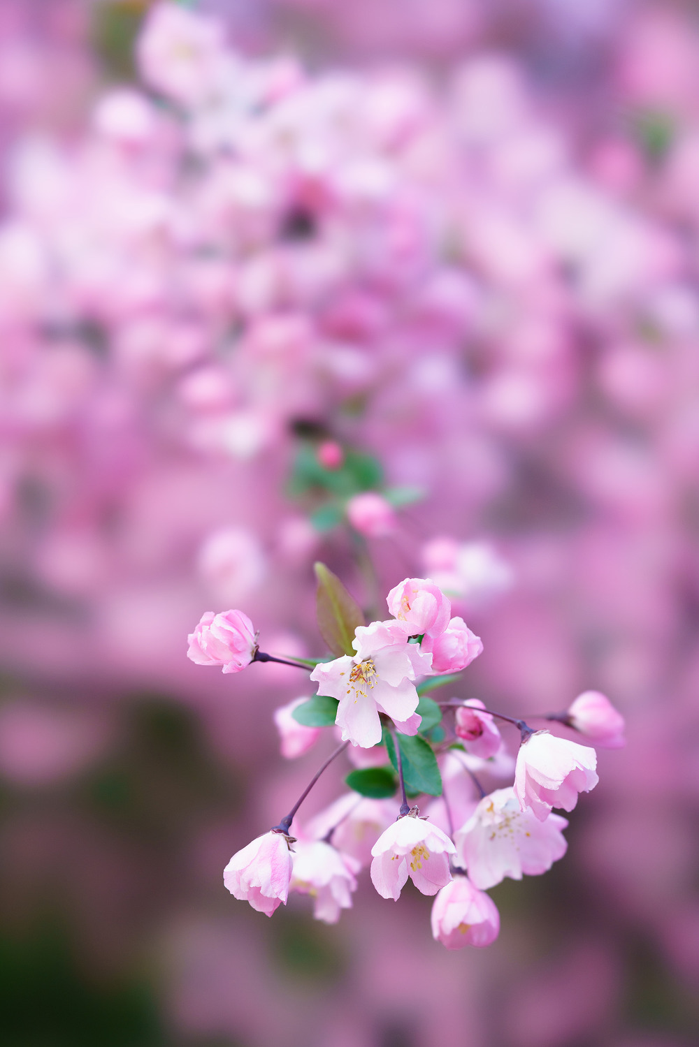 225D653758FF2C471039EC
