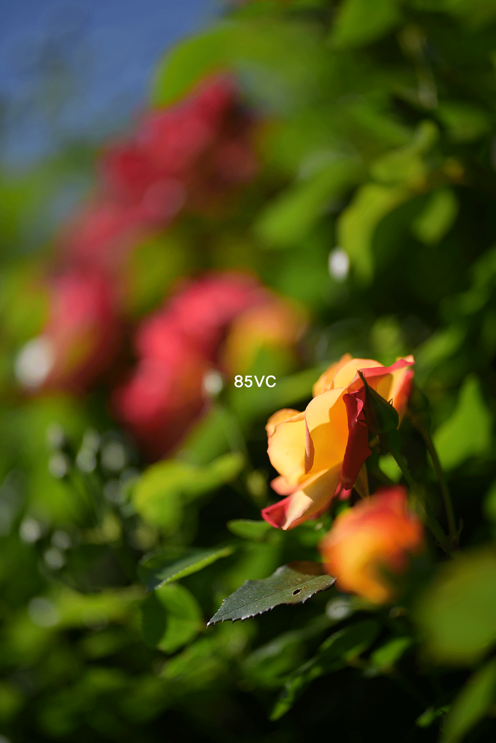 261E8E45574326DC2CAF26